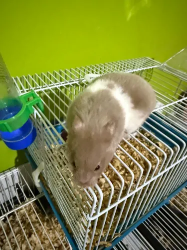 Fêmea de hamster sírio