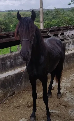 Cavalo mangalarga registrado