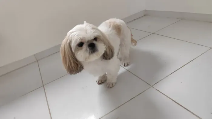 DOA-SE SHIHTZU