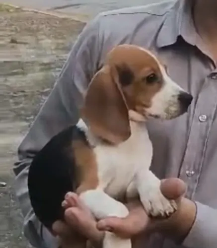 Beagle companheiro inteligente
