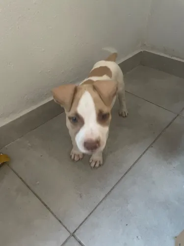 doando cachorro