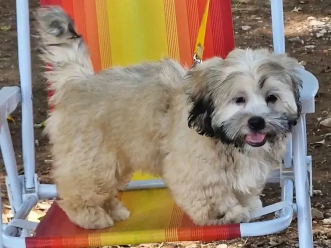 Cachorro shih tzu 