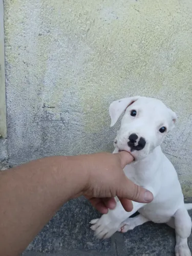 Dogo argentino fêmea