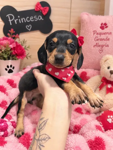 Daschound fêmea pretinha! Bebezinha disponível 