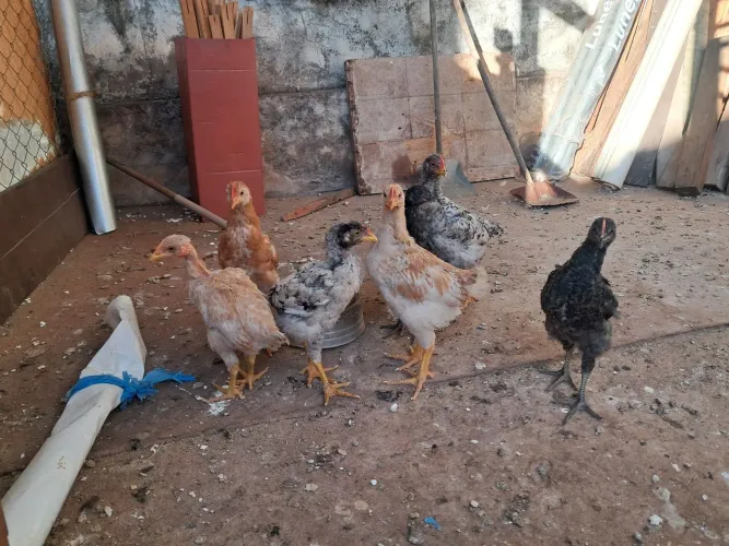 Pintinhos caipira melhorado. 