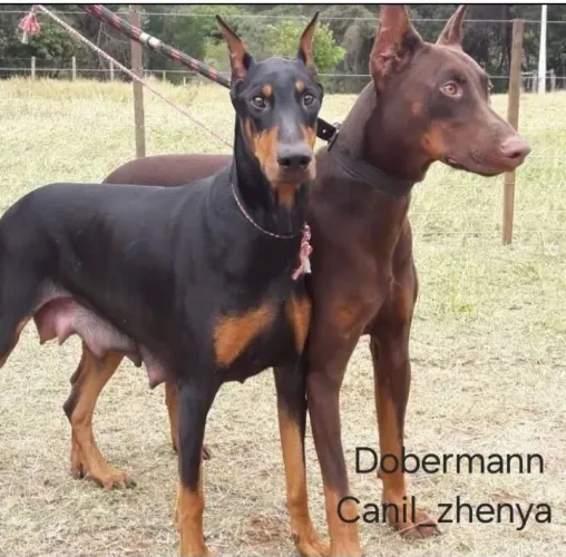 Filhotes de Dobermann disponível pais com pedigree
