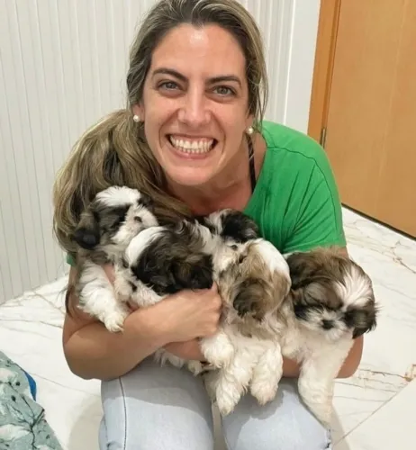 Shih tzu mini 