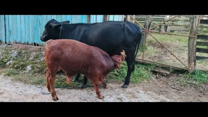 Vaca e Bezerro para venda