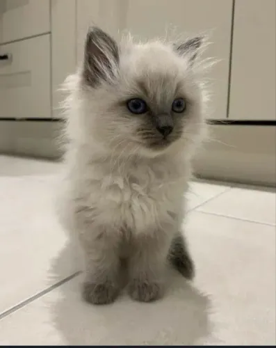 Gato ragdoll macho
