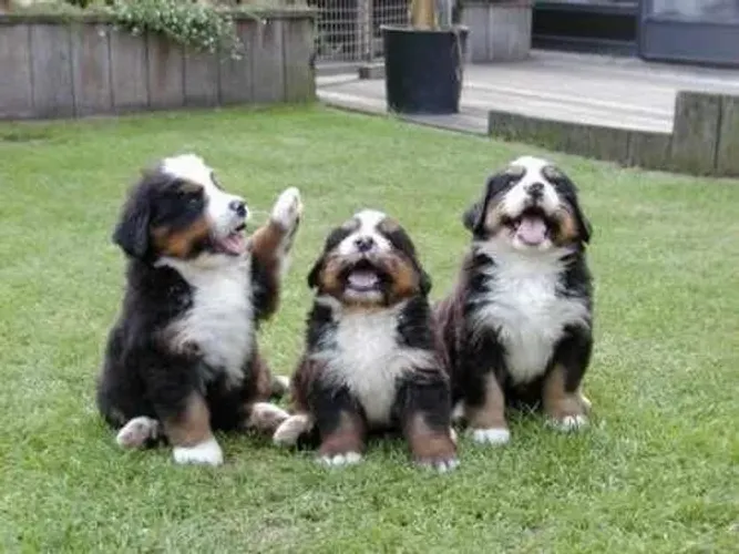 BERNESE Um gigante gentil pronto para conquistar sua família. Venda com pedigree, contrato