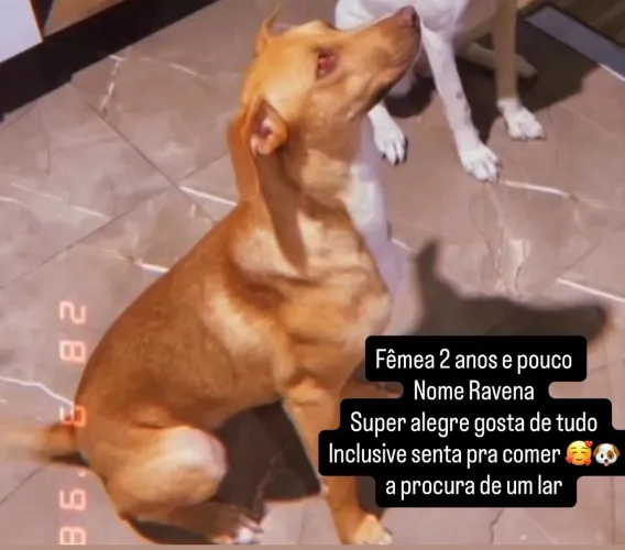 Doação urgente 