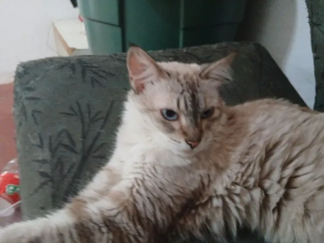 Doação de Gata idosa