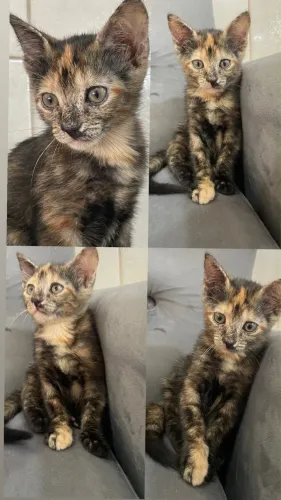 Gatinhos pra doação em Itapuã