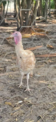 Vende se peru