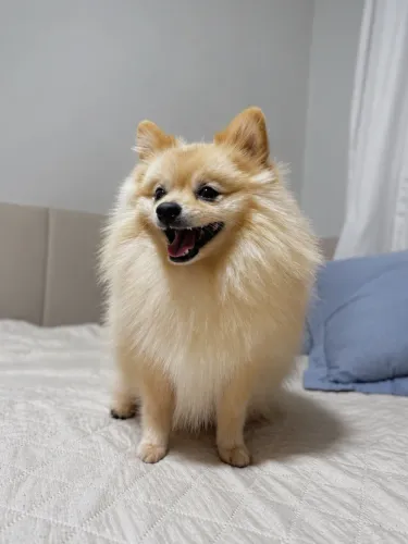 Disponível para cobertura - Lulu da Pomerânia (Spitz Alemão)
