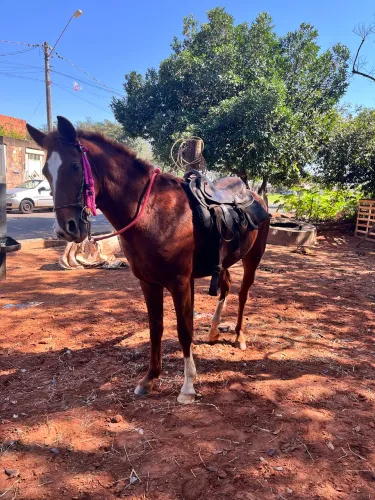 Vendo cavalo