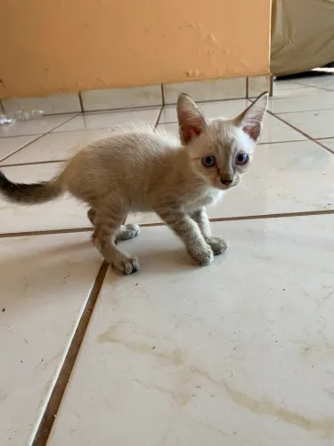 Filhotes de gatinho para adoção