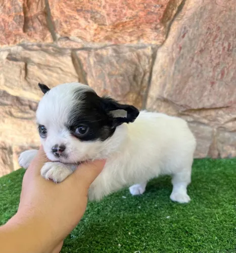 Chihuahua bicolor. É para se apaixonar! Macho pêlo longo