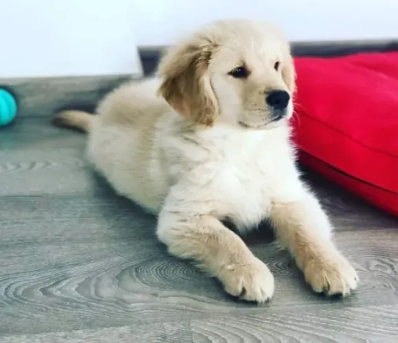 Filhotes de Golden Retriever | Seu próximo companheiro está por aqui!