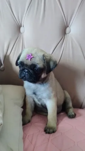 Fêmea Pug 