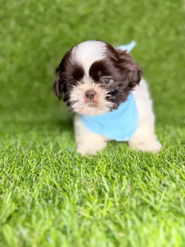 Shih tzu mini