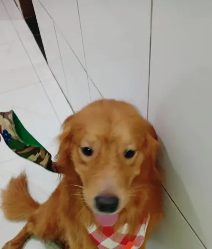 Estou vendendo um golden retriever muito dócil e educado