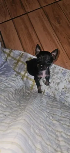 Pinscher fêmea 00