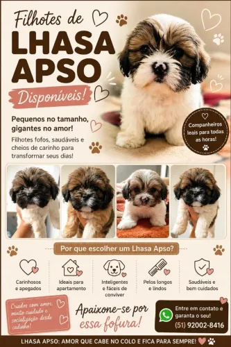 Filhotes Lhasa Apso