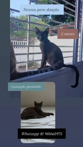 Gato