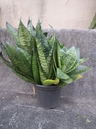 Mini Espada São Jorge