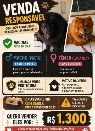 Doação chow chows
