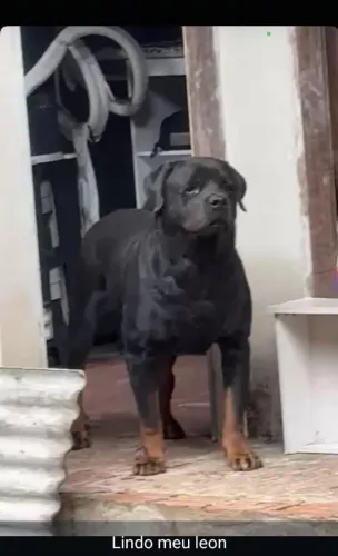 Vendo filhote de Rottweiler Puros Cabeça de Touro