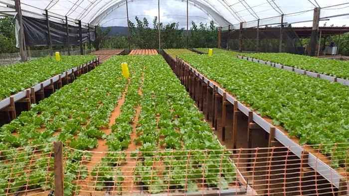 SITIO A VENDA EM STO ANTONIO DA FARTURA SAO VICENTE
