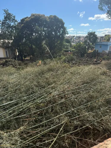 Doa-se lenha e bambu , em venda nova