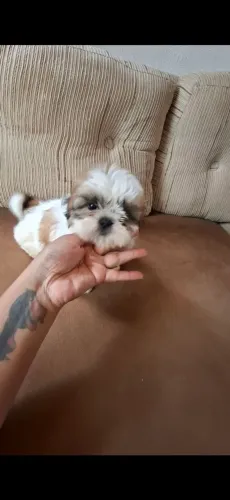 MACHINHO SHIH TZU LEIA O ANUNCIO