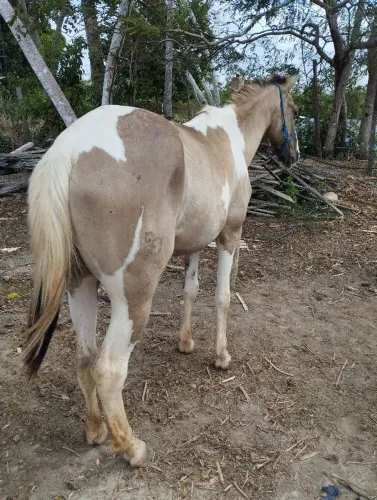 Cavalo Paint Horse
