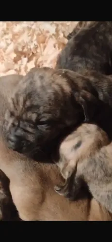 Fila brasileiro 