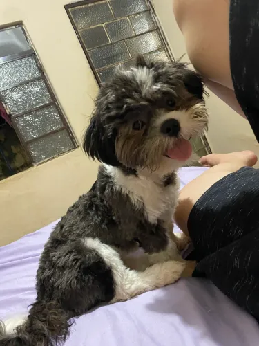 vende-se shitzu de 7 meses, macho!