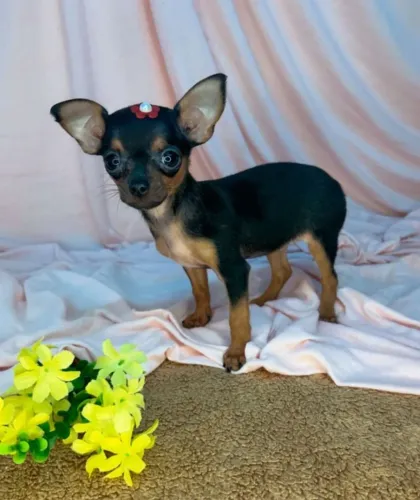 Pinscher 00 -Linhagem premium da raça com certificado 