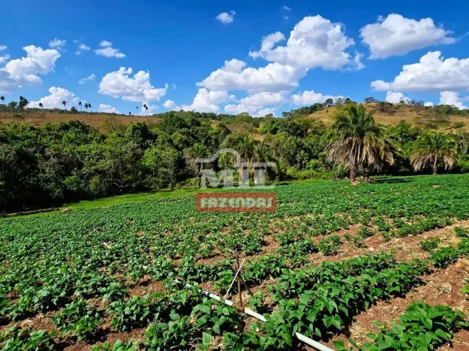 Fazenda 15,5 alqueires (75 hectares) Leopoldo De Bulhões - GO