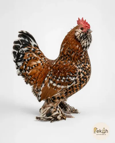Belgium Mil Flores Galinha Galo pintinho Ovo fértil