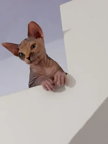 Vendo gata Sphynx