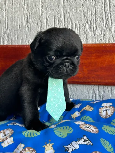 Pug com pedigree