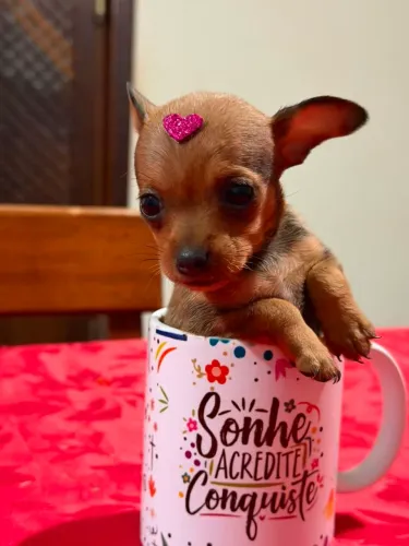 Fêmea pinscher zera disponível zap *