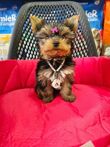 Filhote Yorkshire Terrier, Os filhotinhos mais carinhosos esperam por você!