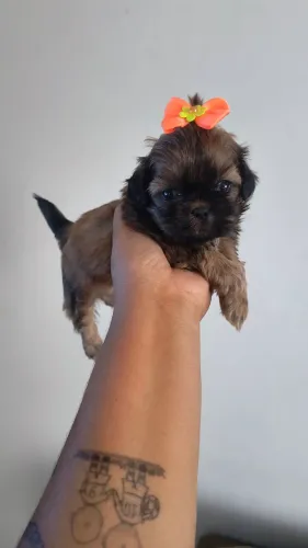 Shitzu chocolate raridade