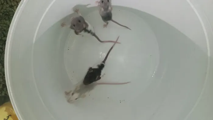 Ratinho Twister fêmeas
