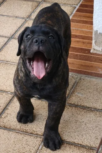 Cane Corso