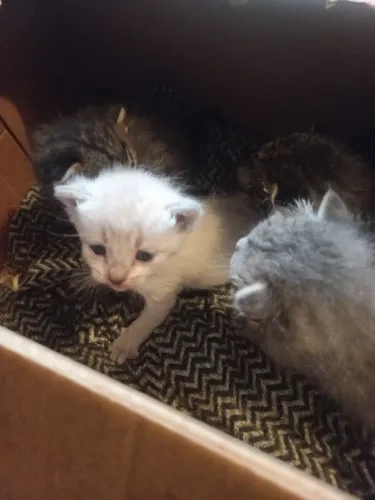 Gatinhos órfãos precisa de um lar