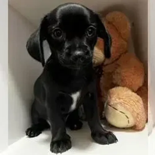 Dachshund,Dachshund Filhote Disponível Alta Qualidade